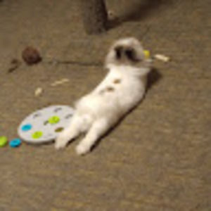 Meet your Posher, Adella